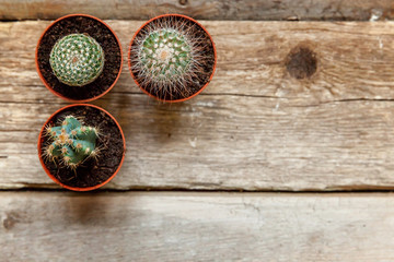 Fototapeta na wymiar Different cactus on wooden background, ornamental plant on wood flat lay top view. Still Life Natural Three Cactus Plants on Vintage Wood Background Texture