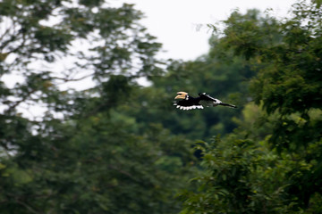hornbill at Khao Yai National Park, Nakhonratsima, THAILAND