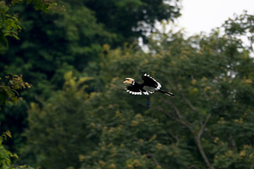 hornbill at Khao Yai National Park, Nakhonratsima, THAILAND