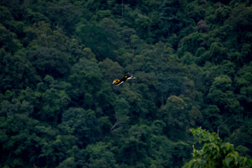 Great hornbill at Khao Yai National Park, Nakhonratsima, THAILAND