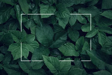Poster Natuur achtergrond, abstract wit frame in de bladeren met kopie ruimte © rangizzz