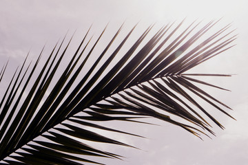 Palm leaves. Tropical tree