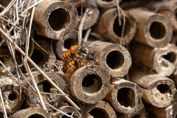 Hôtel à inscecte - accouplement d'abeilles sauvages