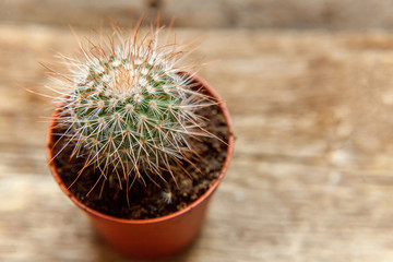 Different cactus on wooden background, ornamental plant on wood flat lay top view. Still Life Natural Three Cactus Plants on Vintage Wood Background Texture