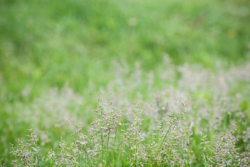 Green grass blur background.