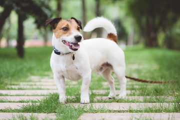 Jack Russell Terrier dog standing at free stack pose while walking outdoor on leash