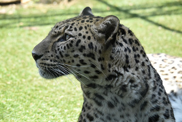 leopard in the zoo