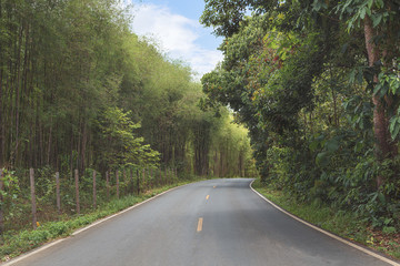 beautiful and romantic view of the road in the middle of the tropical forest