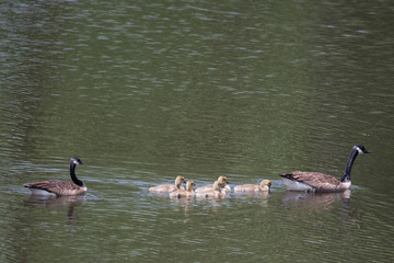 Geese family on the lake