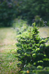 Fir tree and detail on a fir buds and sprouts with green background. Close up of coniferous sprouts. Natural background. 