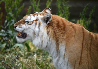 tigre de bengala
