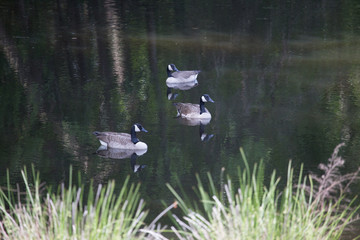 Geese with reflection in the lake