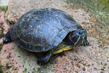  tortue seule dans son enclos vu lors d'une visite dans un aquarium