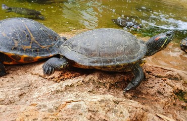 Obraz premium turtle alone in his enclosure seen during a visit to an aquarium