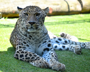 leopardo