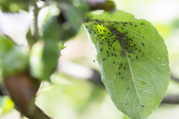 Rosy apple aphids on the inside of the leaf.Agricultural pest