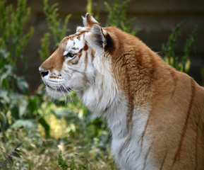 Tigre de bengala
