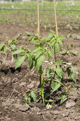 Tomatenpflanze