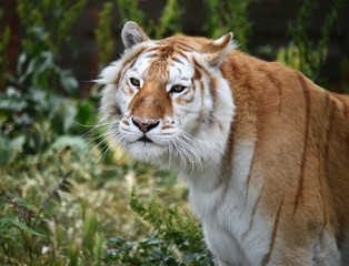 tiger of bengal