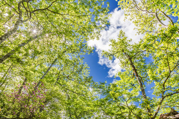 新緑の木と青空