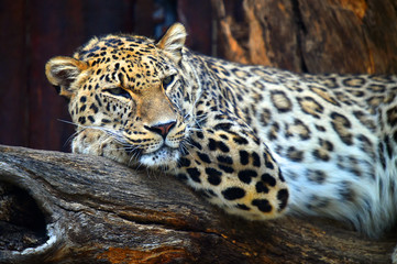 Fototapeta na wymiar leopard in the zoo