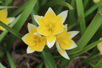 Tulipan