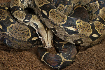 Boa constrictor imperator - nominal Colombia. Colombian redtail boas – females