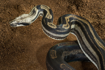 Boa constrictor imperator – mutational form Motley – Snow. Female