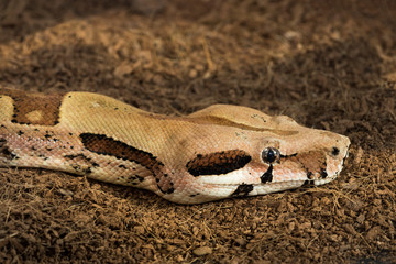 Close up of Boa constrictor imperator – mutational form Hypo Jungle. Albino – female