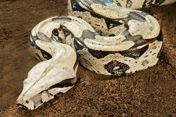 Close up of Boa constrictor constrictor – Surinam Guyana, with curved body in motion – female