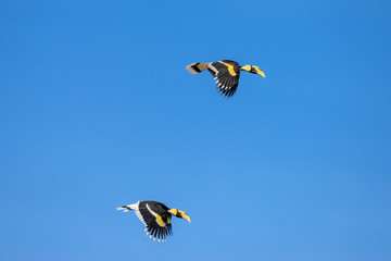 Flying great hornbill at Khao Yai national park, THAILAND © joesayhello