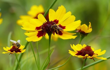 bee on yellow flower