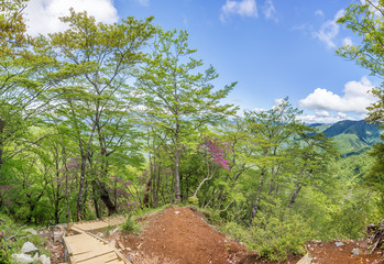 Fototapeta na wymiar 新緑の山の登山道