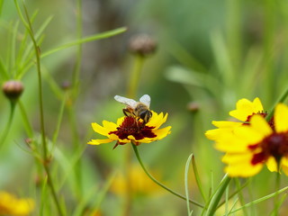 bee on a yellow flower