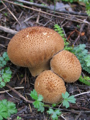 mushrooms grow in the forest