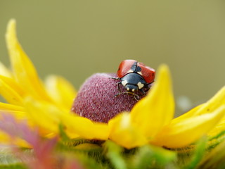 ladybug on a flower