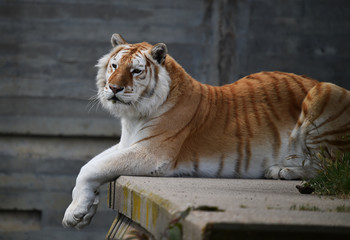 tiger of bengal