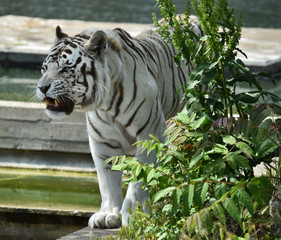 Tigre de bengala