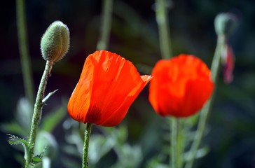 Obraz premium Mohnblüten