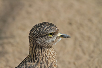 Porträt vom Kaptriel
