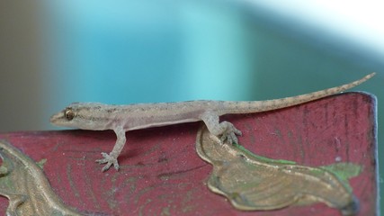 Gecko sitting on the edge of a bowl at our hotel room in the Maldives. It seems as if he is really posing as an accomplished fashion model.