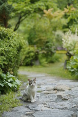 고양이의 기다림