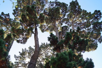 arbre, ciel, paysage