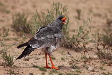 Pale chanting goshawk (Melierax canorus) is sitting on the ground with wet feathers after bathing in small waterhole