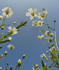 white flowers on background of blue sky