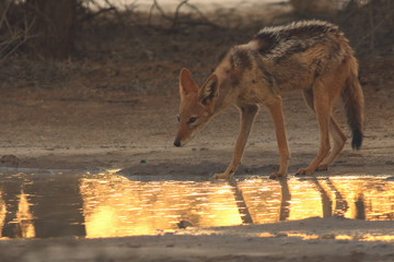 The young black-backed jackal (Canis mesomelas) is going to drink from the small waterhole in the evening during sunset