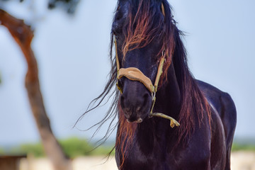 cavallo murgese