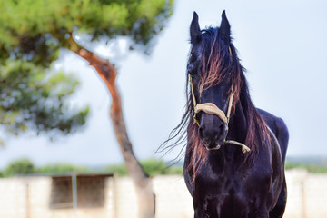 cavallo murgese © Claudio