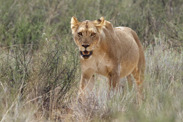 Fototapeta na wymiar Lioness (Panthera leo) is walking it the savanna and looking for the rest of the lion pride