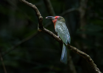Colorful female Red-bearded bee-eater with prey in Kaeng Krachan National Park , Phetchaburi , Thailand